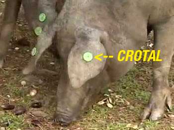 Detalle crotal de cerdo ibérico