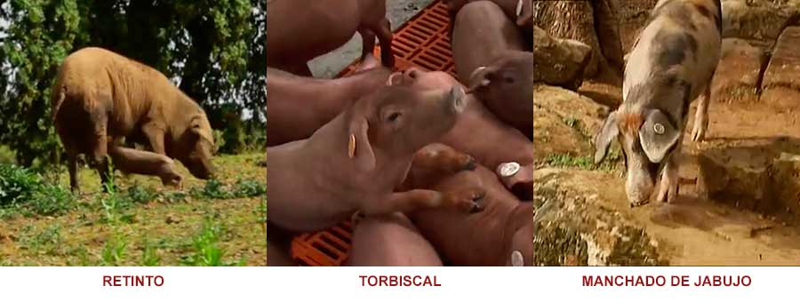 Cerdos Retinto, Torbiscal ty Manchado de Jabugo